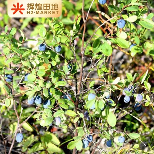 有机野生蓝莓果干400g/盒*2 商品图2