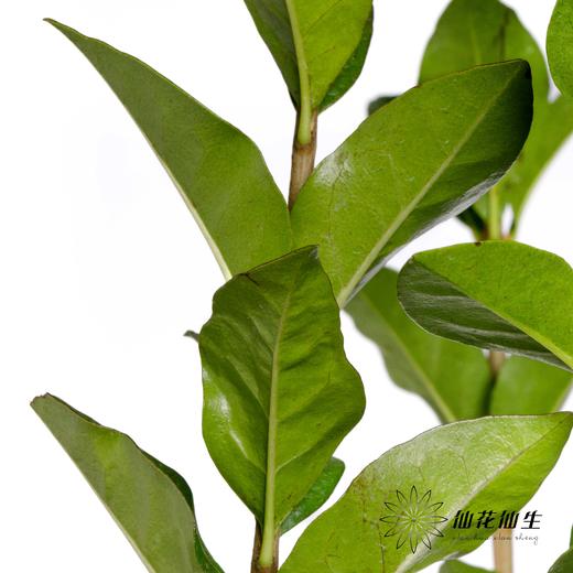 叶材 | 绿桢木 商品图5