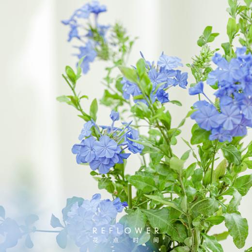 蓝雪花盆栽 2盆 | 新客福利 商品图1