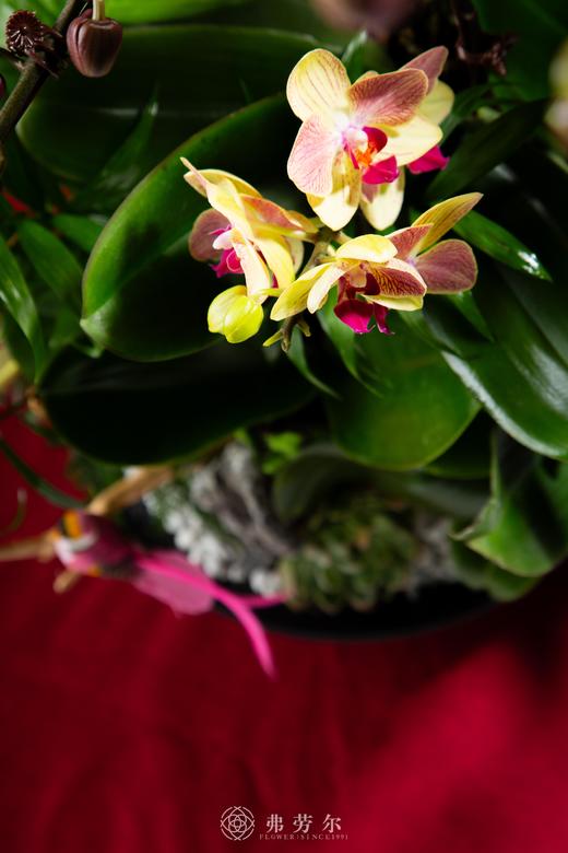 日进斗金 商品图3