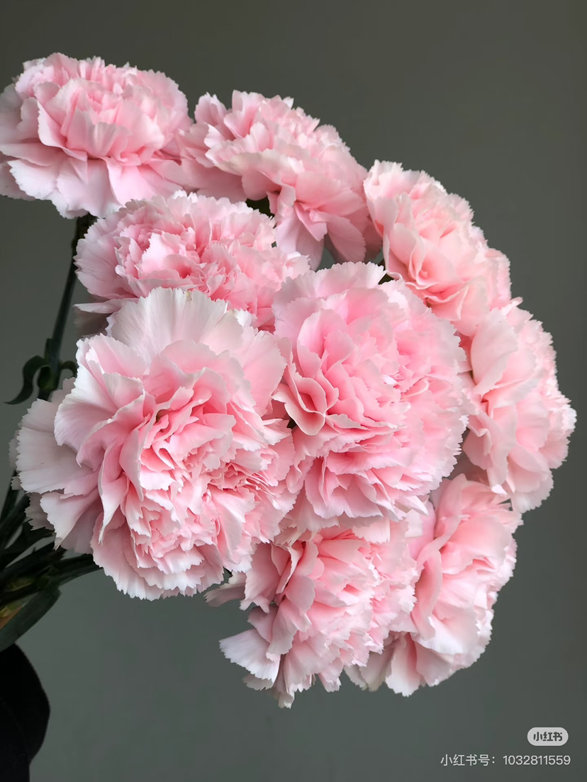 预售15号到货 粉佳人康乃馨 一扎20支 支长60厘米 开放度3度。享受会员价