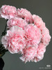 现货粉佳人康乃馨 一扎20支 支长60厘米 开放度3度。享受会员价 商品缩略图0