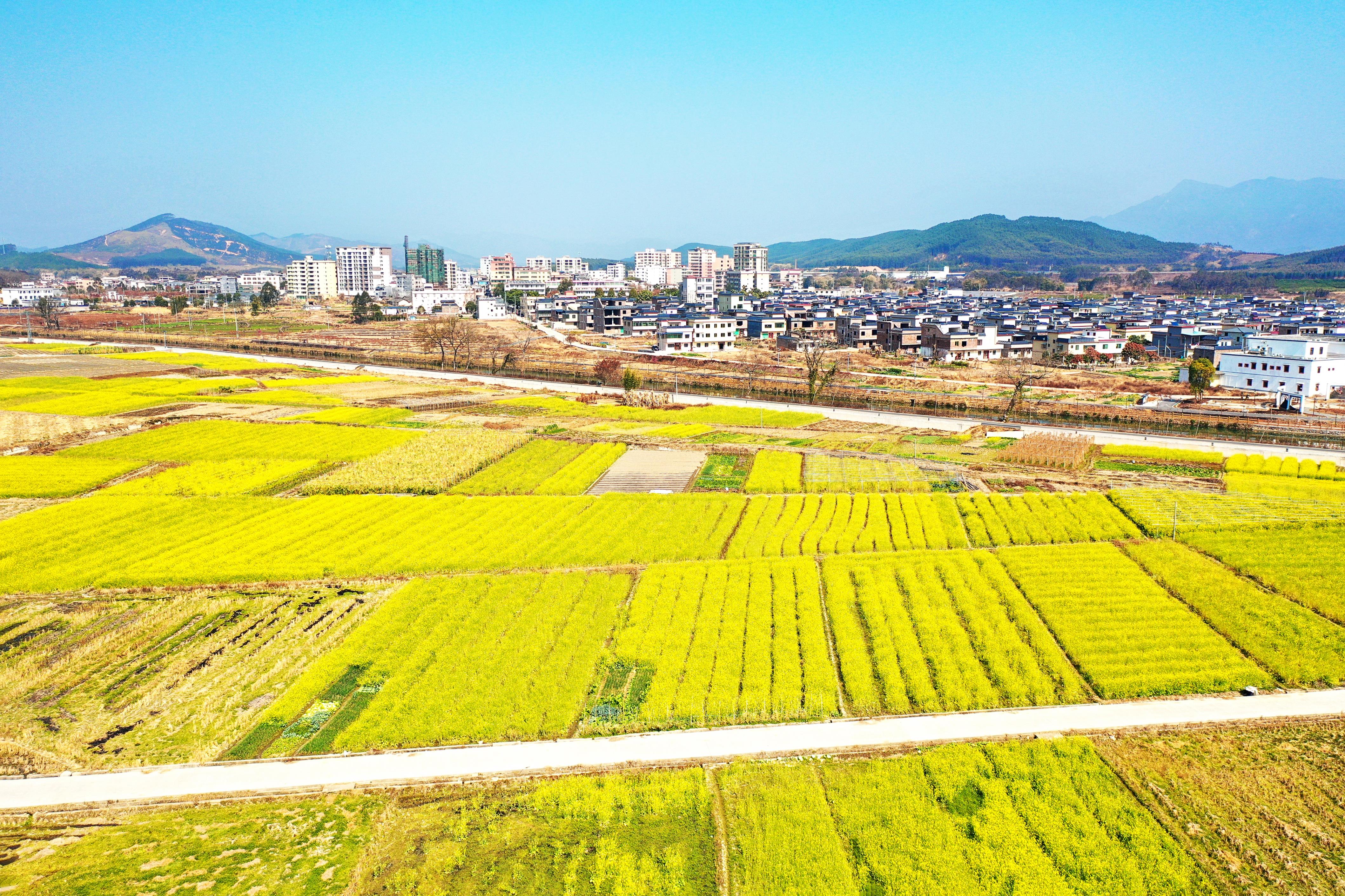 2月17日 【韶关】油菜花•浪漫樱花峪1天