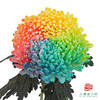 市场牡丹菊-七彩   5枝1扎 商品缩略图3