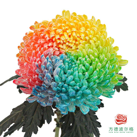 市场牡丹菊-七彩   5枝1扎 商品图3