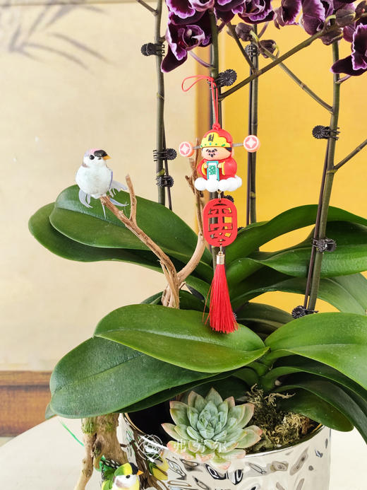 JT恭贺新春 商品图2