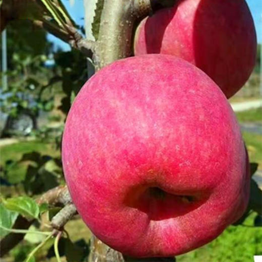 地理标志产品 栒邑红 正宗陕西旬邑秦脆苹果 咸阳马栏红核心产区 新鲜水果脆甜苹果 皮薄肉厚 礼盒装生鲜 商品图4