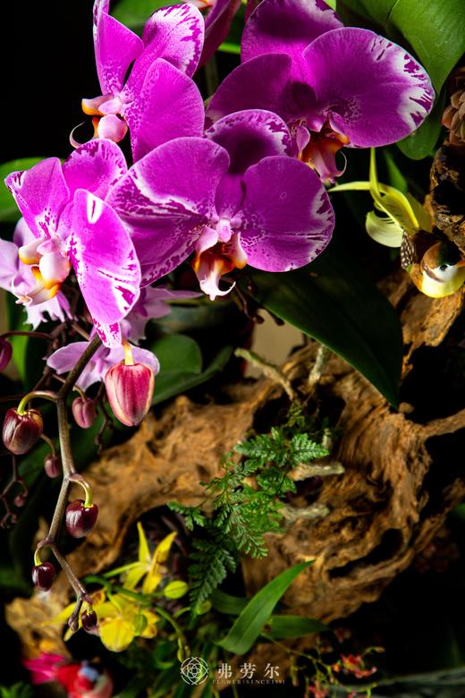 红红火火 商品图3