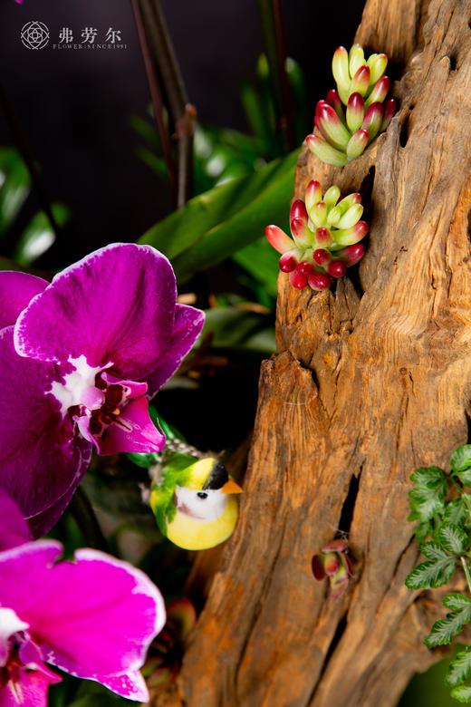 福星高照 商品图5