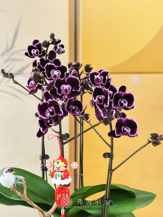 JT恭贺新春 商品图1