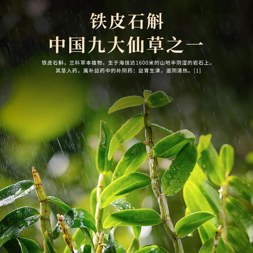 【雷允上】铁皮石斛礼盒装100g 商品图4
