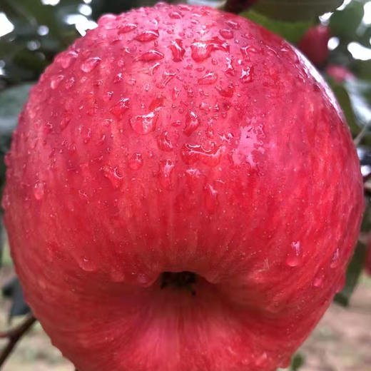 地理标志产品 栒邑红 正宗陕西旬邑秦脆苹果 咸阳马栏红核心产区 新鲜水果脆甜苹果 皮薄肉厚 礼盒装生鲜 商品图3