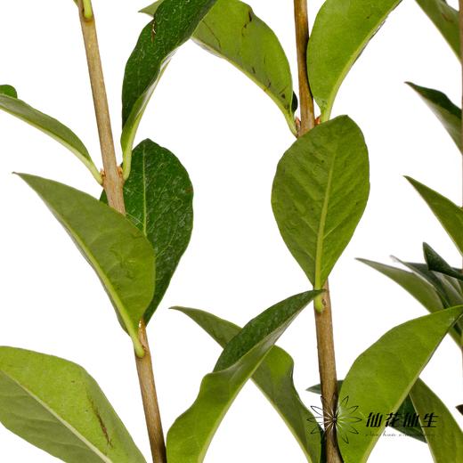 叶材 | 绿桢木 商品图1