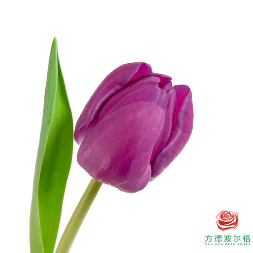 【单瓣郁金香】 幻影 10枝一扎 商品图0