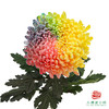 市场牡丹菊-七彩   5枝1扎 商品缩略图2