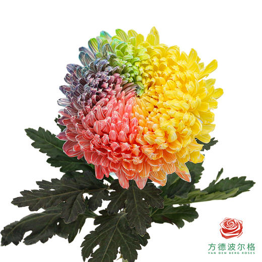 市场牡丹菊-七彩   5枝1扎 商品图2