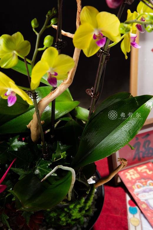 福如东海 商品图4