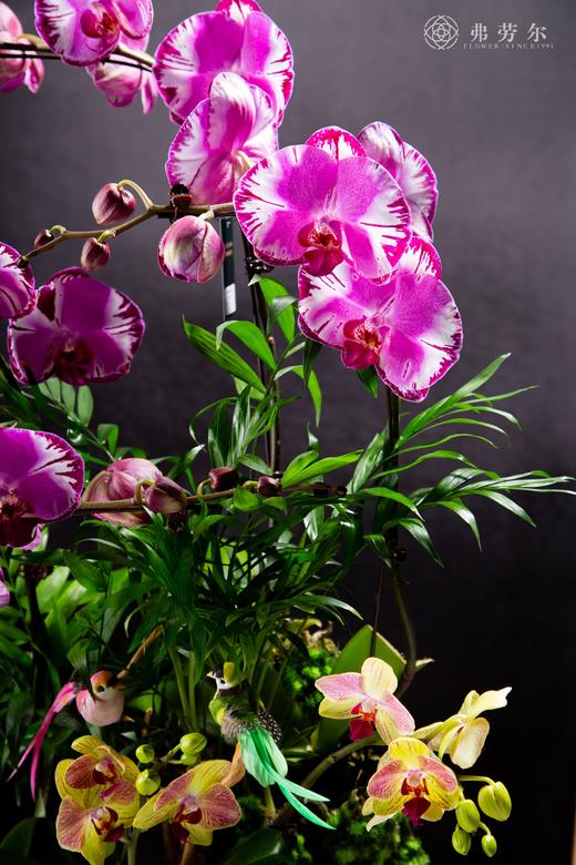 财源广进 商品图2