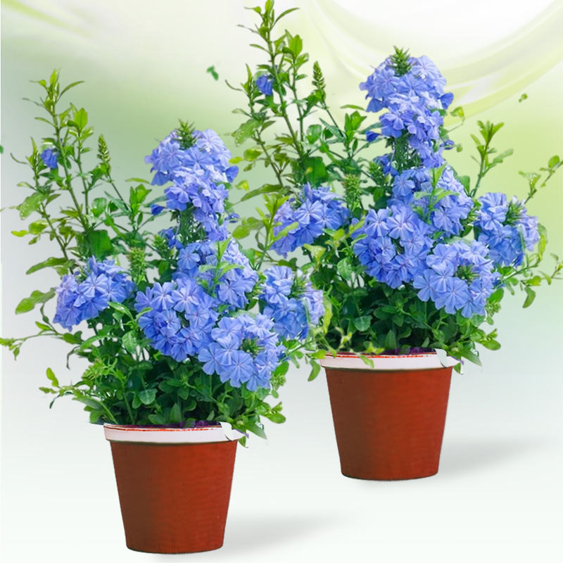 蓝雪花盆栽 2盆 | 新客福利