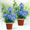 蓝雪花盆栽 2盆 | 新客福利 商品缩略图0