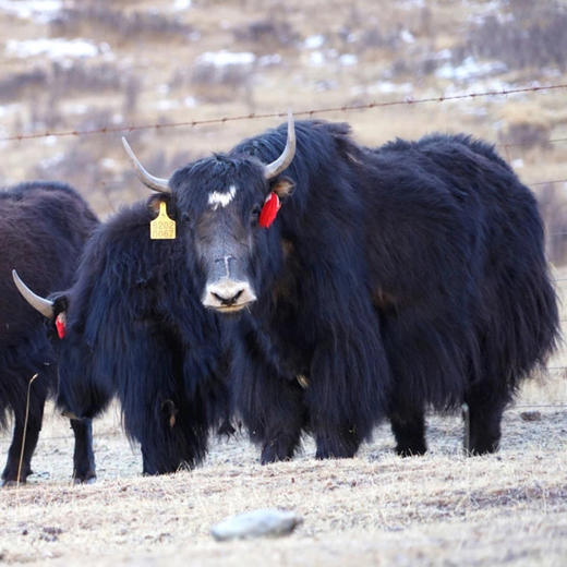 肃南马蹄乡 喝着祁连山的泉水长大的牦牛肉 浓郁鲜美 商品图0