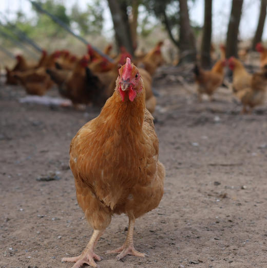 海南·文昌椰子套餐🥥文昌鸡整鸡顺丰空运包邮下单从海南发货 商品图8