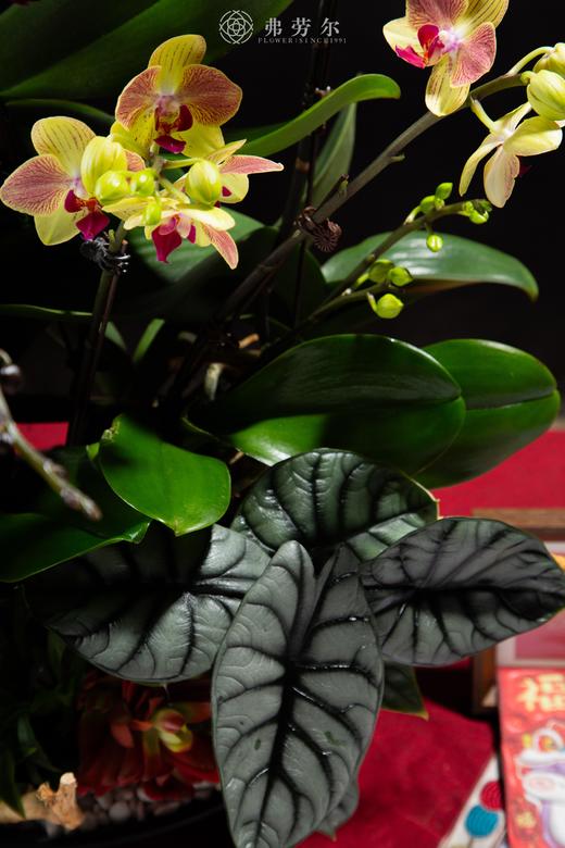 心想事成 商品图3