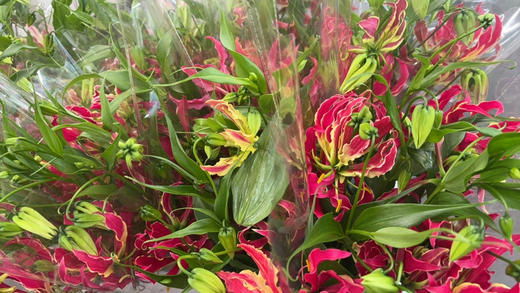 【国产嘉兰 】红色 5枝/扎（非质量问题，不予售后，介意慎拍） 商品图11