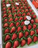丹东草莓（板） 商品缩略图2