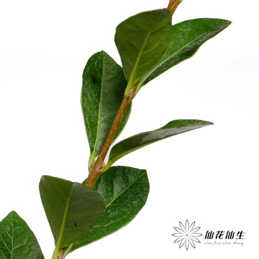 叶材 | 绿桢木 商品图3