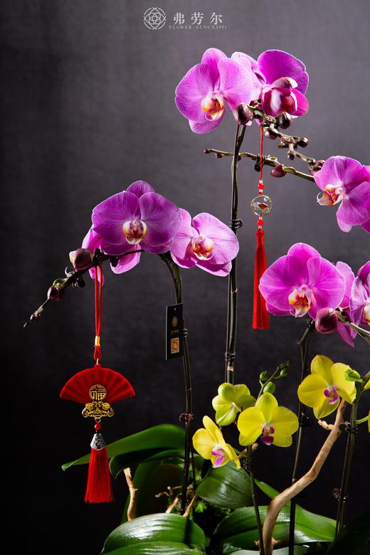 福如东海 商品图3