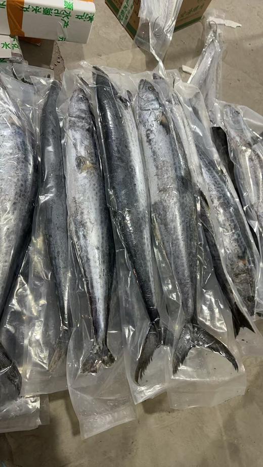 【送人高端大气上档次】船冻大连当地大鲅鱼，11月份以后捕捞的，上岸直接冷冻，肉质肥厚，脂肪含量更高 鱼肉口感更香，真空包装，东三省内包邮（省外需联系客服补运费） 商品图3
