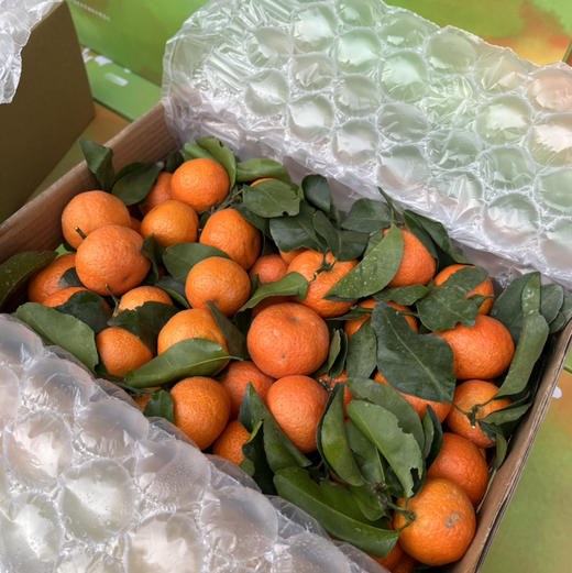 【正宗砂糖橘】不打蜡，无保鲜剂，没有高科技与狠活，卖的是健康的砂糖橘🍊 商品图1