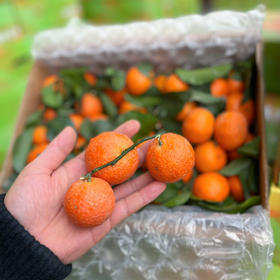 【正宗砂糖橘】不打蜡，无保鲜剂，没有高科技与狠活，卖的是健康的砂糖橘🍊