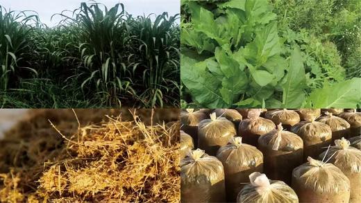 【上新 黑猪肉礼盒】散养黑猪肉 山林生态喂养 高蛋白高氨基酸低胆固醇 土猪生肉 商品图2