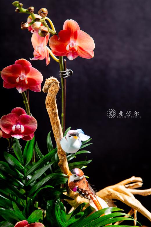 灵蛇之珠 商品图3