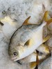 鲜肥嫩【黄渤海海域 鲜金鲳鱼】肉厚无小刺 · 鲜香细嫩 肉质弹嫩紧实 完全不腥丰富营养 商品缩略图4