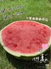 蜜蜂麒麟西瓜一箱(2粒） 商品缩略图5