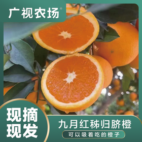 【湖北•九月红秭归脐橙】 果园新鲜采摘 香甜多汁 当季水果 现摘现发