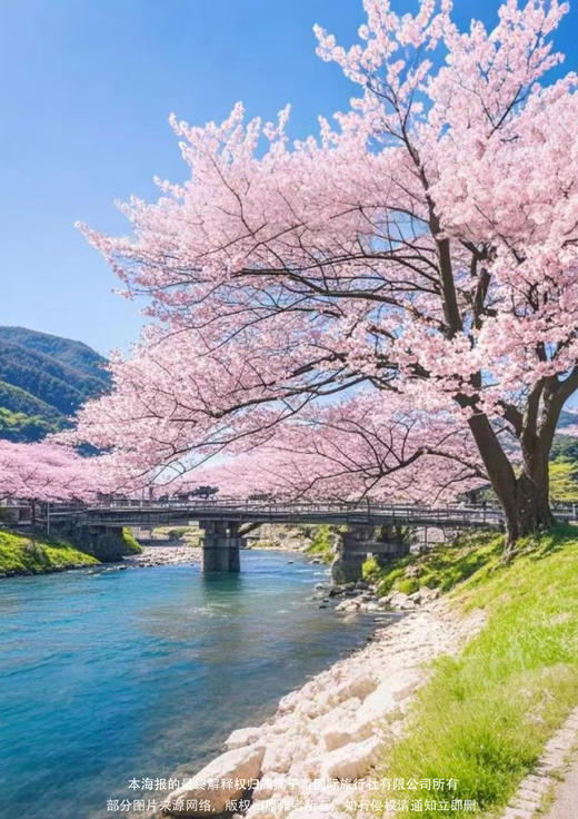 【河津早樱】 日本·春花梅樱双飞6天 商品图1