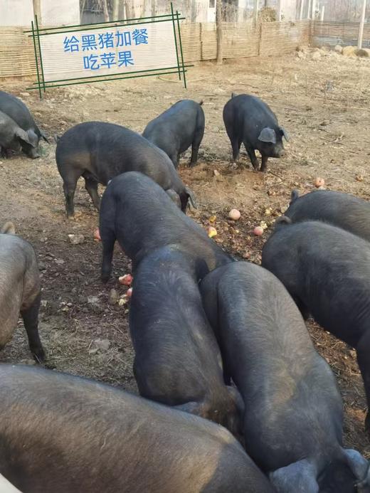 【上新 黑猪肉礼盒】散养黑猪肉 山林生态喂养 高蛋白高氨基酸低胆固醇 土猪生肉 商品图3