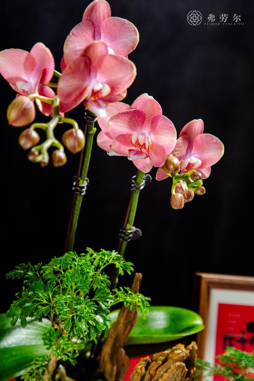 生生不息 商品图3