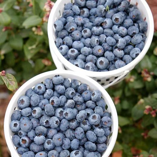 云南高山花香树上熟蓝莓  125g/盒  （酸甜可口） 商品图0