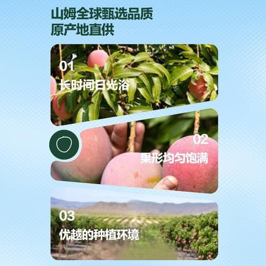 MM 山姆 澳洲珍珠芒 2粒装 商品图2