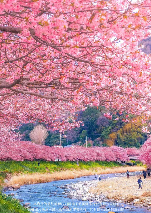 【河津早樱】 日本·春花梅樱双飞6天 商品图2