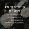 保加利亚稀有白玫瑰精油水光玻尿酸喷雾补水锁水提亮抗菌110ml 商品缩略图3