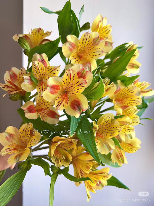 肯尼亚六出花-【橙色】 商品图0