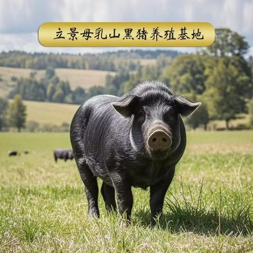 立景母乳山黑猪肉农家散养18个月现杀土猪肉前腿肉五花肉后腿肉排骨 商品图1