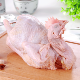 【秒杀单品】苏食彩袋老母鸡(约1.5kg/只)【021】