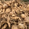 生态红薯（白皮黄心，中通） | 合作生产*Eco-sweet potato | Partner Production 商品缩略图4
